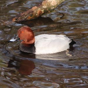 Common Pochard