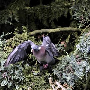 Common Wood-pigeon