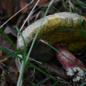 Red-cracked Bolete