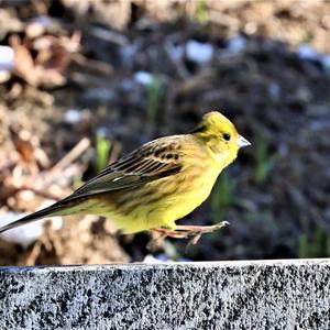 Yellowhammer