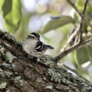 Black-and-white Warbler