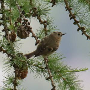 Wintergoldhähnchen