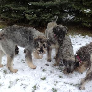 Giant Schnauzer