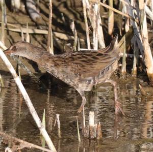 Water Rail