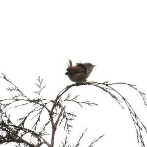 Winter Wren