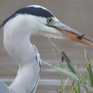 Grey Heron