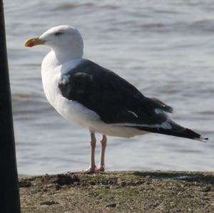 Great Black-backed Gull