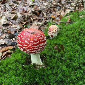 Fly Agaric