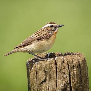 Braunkehlchen