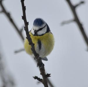 Blue Tit