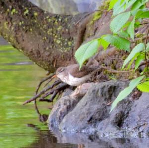 Spotted Sandpiper