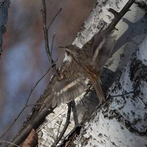 Eurasian Treecreeper