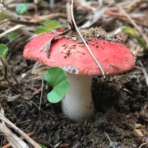 Emetic Russula