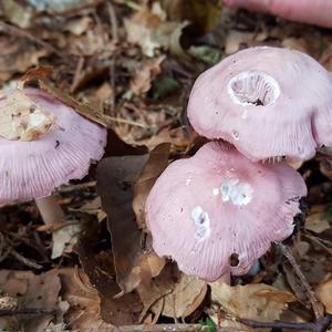 Pink Mycena