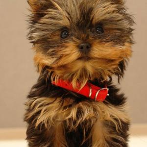 Yorkshire Terrier