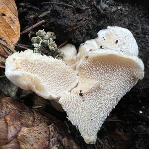 Hedgehog Fungus, Common