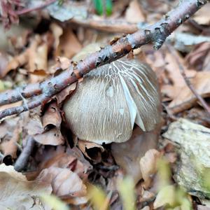 Broad-gilled Agaric