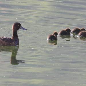 Tufted Duck