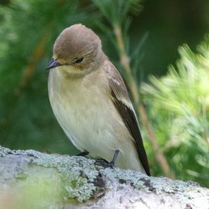 European Pied Flycatcher