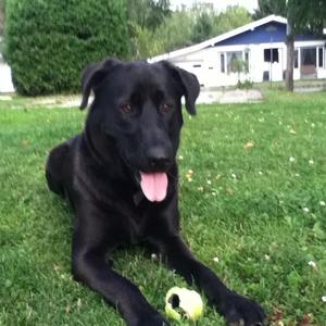 Unknown Breed