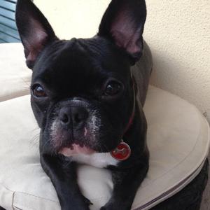 French Bulldog