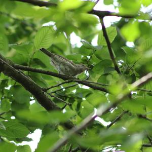 Blackcap