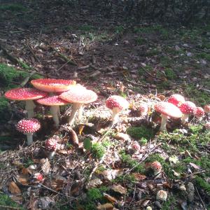 Fly Agaric