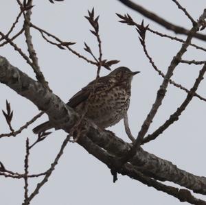 Song Thrush