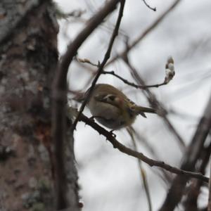 Wintergoldhähnchen