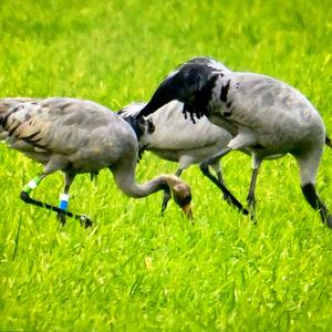 Common Crane