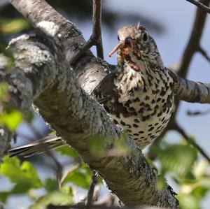 Mistle Thrush