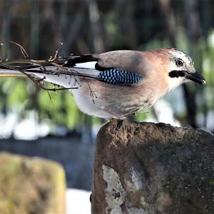 Eurasian Jay