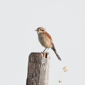 Red-backed Shrike