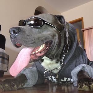 American Staffordshire Terrier