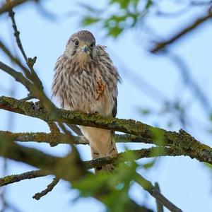 Common Kestrel