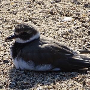 Common Ringed Plover