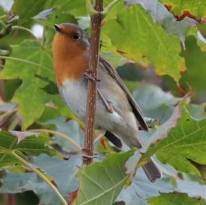 European Robin