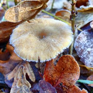 Waldfreundrübling