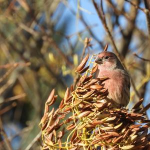 House Finch