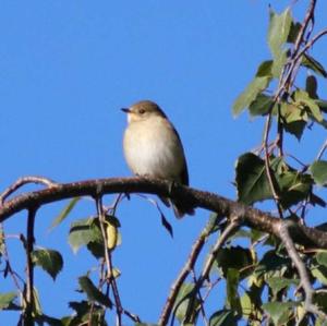 Spotted Flycatcher