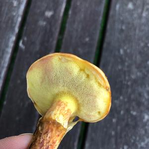 Larch Suillus