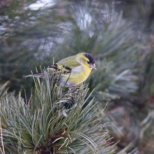 Eurasian Siskin