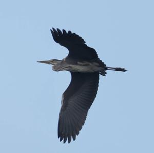 Grey Heron