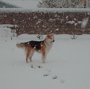 Alaskan Malamute