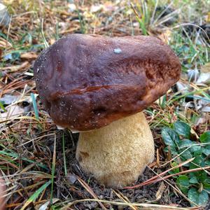 King Bolete