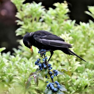 Eurasian Blackbird