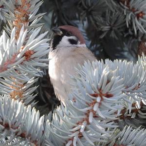 Eurasian Tree Sparrow