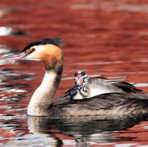 Great Crested Grebe