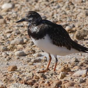 Ruddy Turnstone