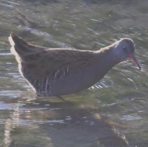 Water Rail